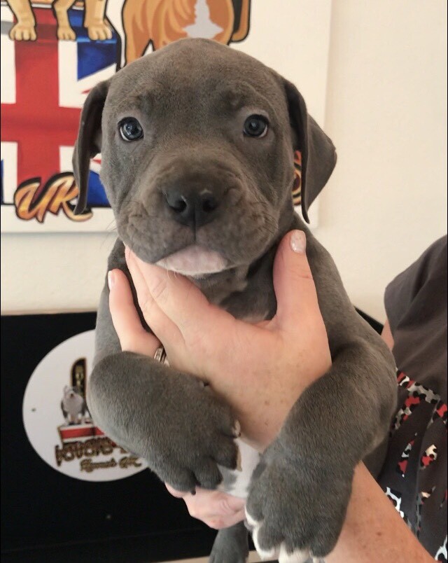 gumtree american bully